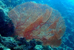 IMG_0322rf_Maldives_Madoogali_Plongee 4_Feridhoo dhigga_Gorgone_Subergorgia mollis